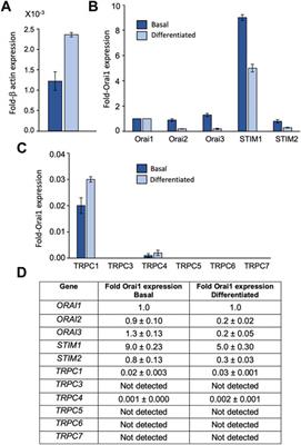 TRPC1 channel clustering during store-operated Ca2+ entry in keratinocytes